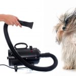 Top 10 Best Dog Hair Dryers Reviews In 2021 Dog Hair Dryers