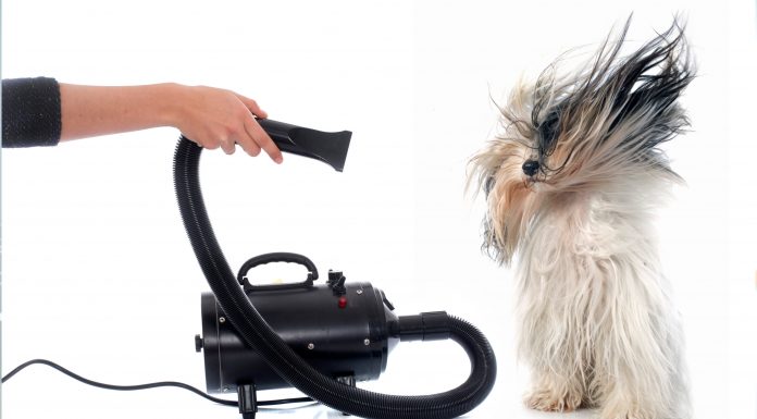 Top 10 Best Dog Hair Dryers Reviews In 2021 Dog Hair Dryers